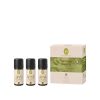 Bio Aroma Sauna Set „Frische & Energie“ mit Atemkraft, Energiequelle & Zitrusfreude (je 10 ml)